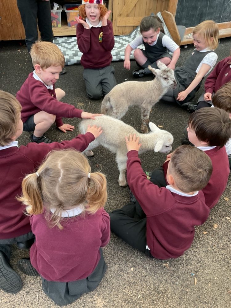 Baby lambs at Easter 